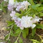 Saponaria officinalis Flor