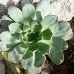 Aeonium hierrense Blatt