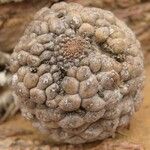 Larryleachia picta Fuelha