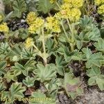 Alchemilla glaucescens Хабит