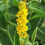 Crotalaria mitchellii Цветок