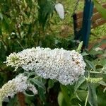 Buddleja asiaticaFlor