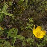 Hypericum lanceolatum Flower