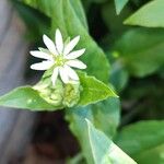 Stellaria aquaticaBlüte