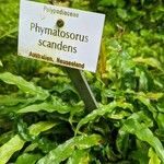 Phymatosorus scandens