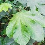 Cecropia peltata Leaf