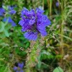 Lobelia siphiliticaBloem