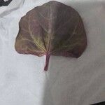 Atriplex hortensis Leaf