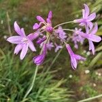 Tulbaghia simmleri Flower