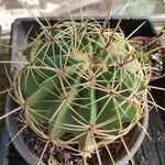Ferocactus histrix Leht