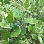 Feijoa sellowianaLeaf