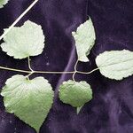 Clematis connata Hábito