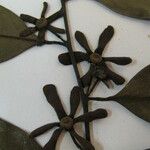 Guatteria foliosa Otro