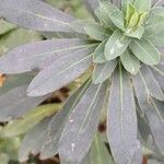 Euphorbia amygdaloides Feuille