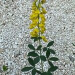 Cytisus nigricans Flower