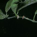 Heisteria cauliflora Fruit