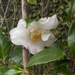 Camellia oleifera Blomma
