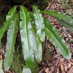 Elaphoglossum macropodium आदत