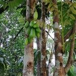 Averrhoa bilimbi Frucht