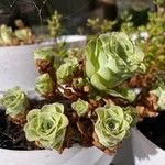 Aeonium aureum Φύλλο