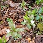 Lysimachia europaea Blodyn