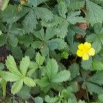 Potentilla reptans ശീലം