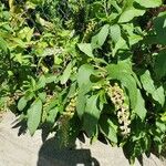 Phytolacca americanaFlower