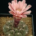 Gymnocalycium glaucum Λουλούδι