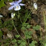 Aquilegia viscosa 整株植物