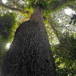 Baillonella toxisperma Plante entière