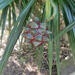 Pandanus sylvestrisFruit