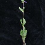 Stachys splendens Агульны выгляд