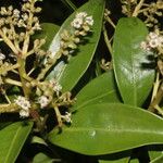 Ardisia densiflora Leaf