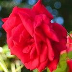 Rosa pendulina Flor