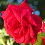 Rosa pendulina Λουλούδι