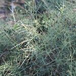 Genista boissieri Likasa