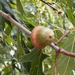 Quercus ellipsoidalis 果實