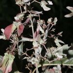 Banisteriopsis muricata Квітка