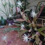 Epiphyllum phyllanthus Ліст