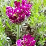 Allium nigrum Cvet