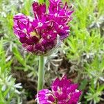 Allium nigrum Квітка