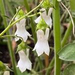 Campanula vidalii Flower