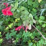 Salvia coccineaFlower