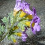 Phacelia bicolor Fiore