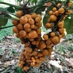 Ficus heteropoda Fruit