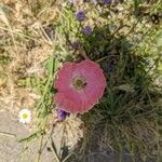 Papaver somniferumFlower