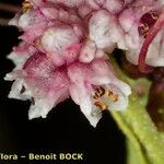 Cuscuta epithymum Çiçek