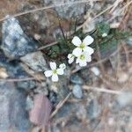 Cardamine plumieri Fula