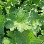 Geranium versicolor List