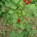 Viburnum trilobum Hàbitat